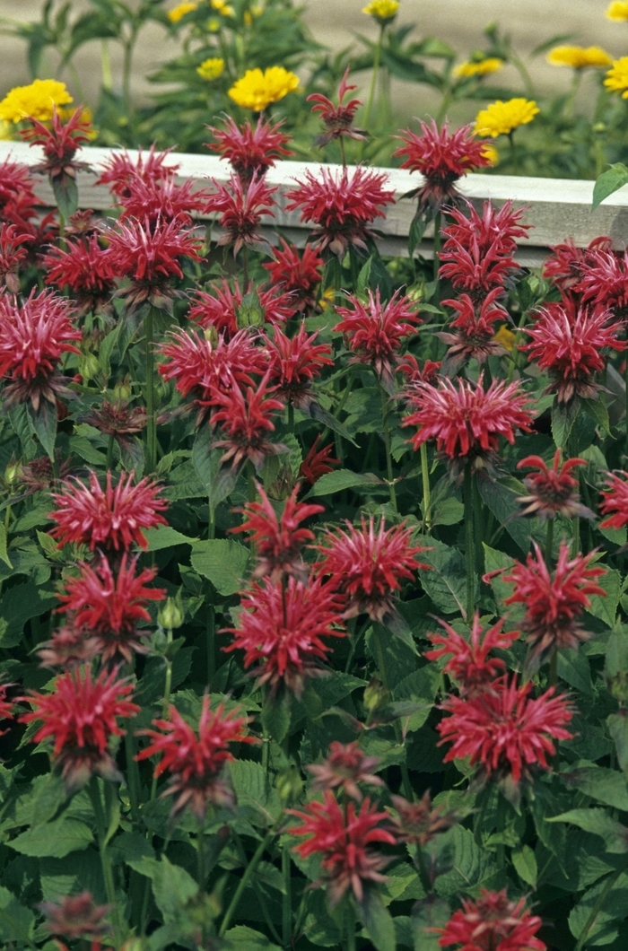 Bee Balm - Monarda 'Gardenview Scarlet' from EC Browns Nursery