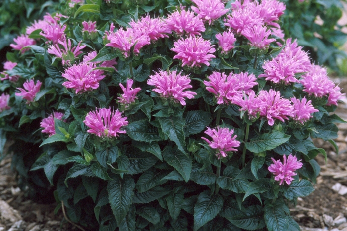 Bee Balm - Monarda 'Petite Delight' from EC Browns Nursery