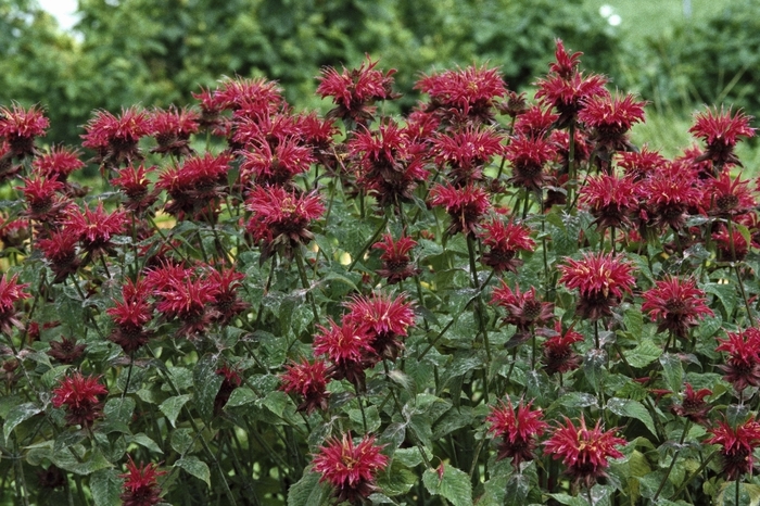 Bee Balm - Monarda 'Raspberry Wine' from EC Browns Nursery