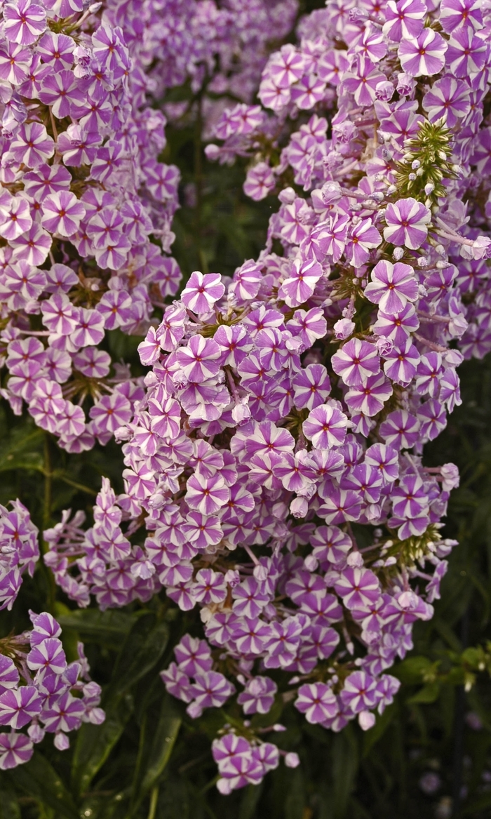 Meadow Phlox - Phlox maculata 'Natascha' from EC Browns Nursery