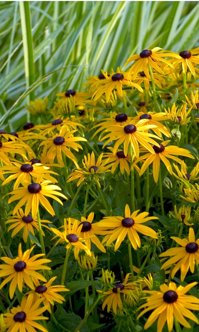 Black Eyed Susan - Rudbeckia fulgida 'Goldsturm' from EC Browns Nursery