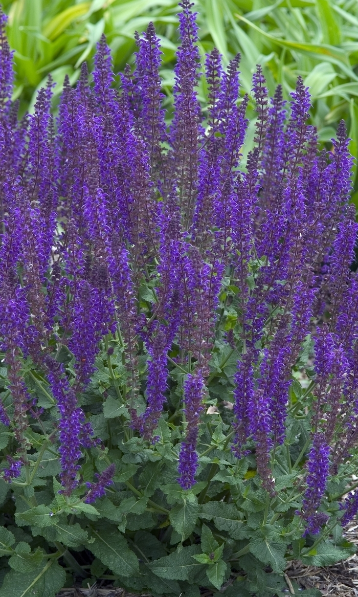 'East Friesland' - Salvia nemerosa from EC Browns Nursery