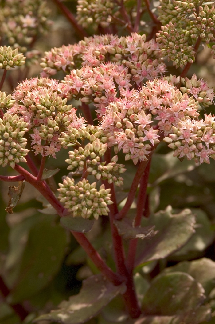 'Matrona' Stonecrop - Sedum telephium from EC Browns Nursery