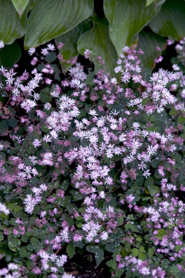 Meadow Rue - Thalictrum delavayi from EC Browns Nursery
