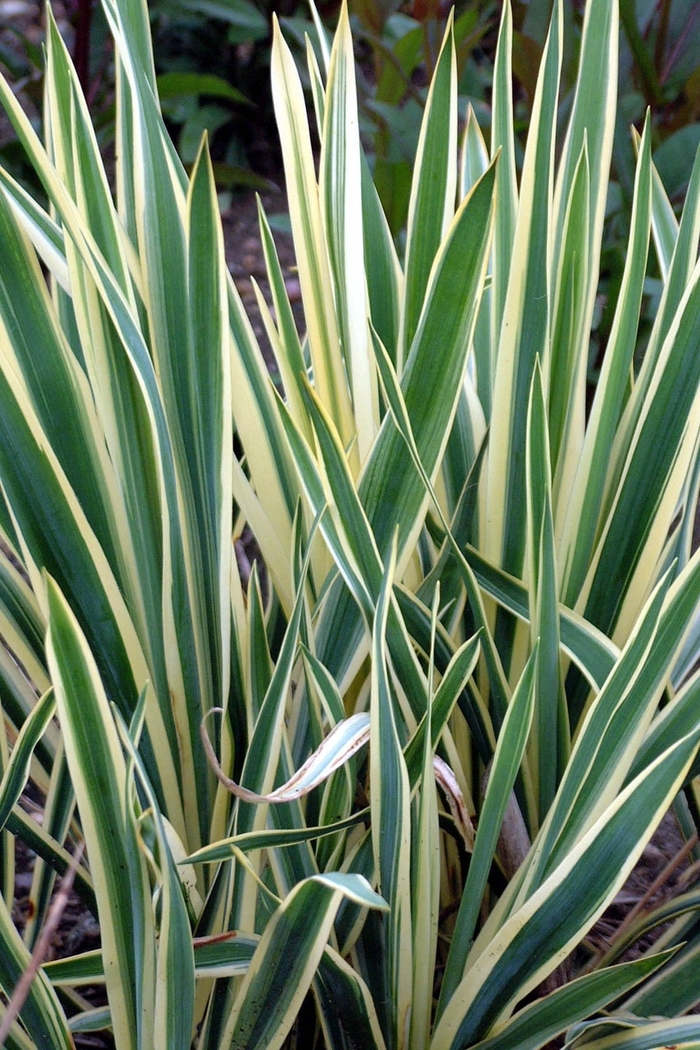 'Bright Edge' Adam's Needle - Yucca filamentosa from EC Browns Nursery