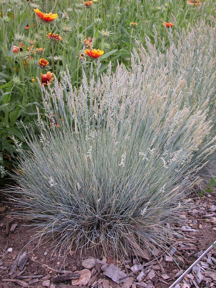 Grass-Ornamental - Festuca glauca 'Boulder Blue' from EC Browns Nursery