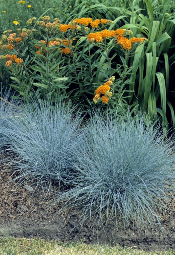 Elijah Blue Fescue - Festuca glauca 'Elijah Blue' from EC Browns Nursery