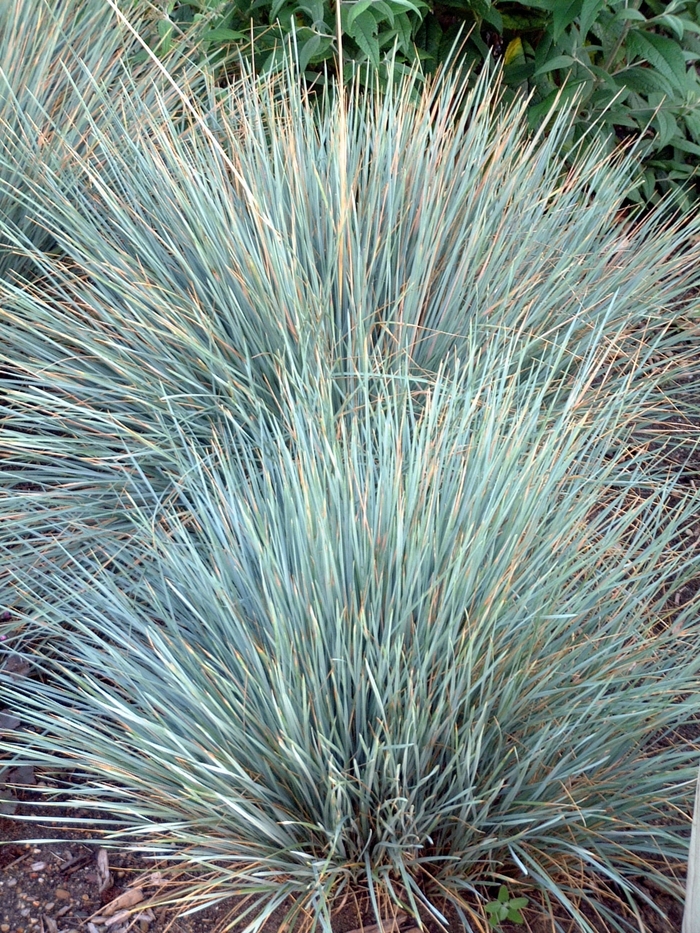 Blue Oat Grass - Helictotrichon sempervirens 'Sapphire' from EC Browns Nursery