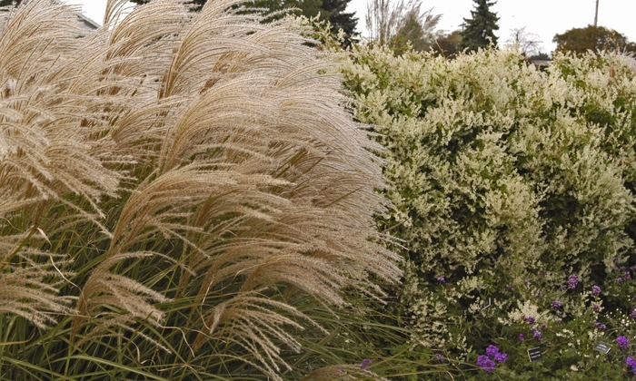 'Graziella' - Miscanthus sinensis from EC Browns Nursery