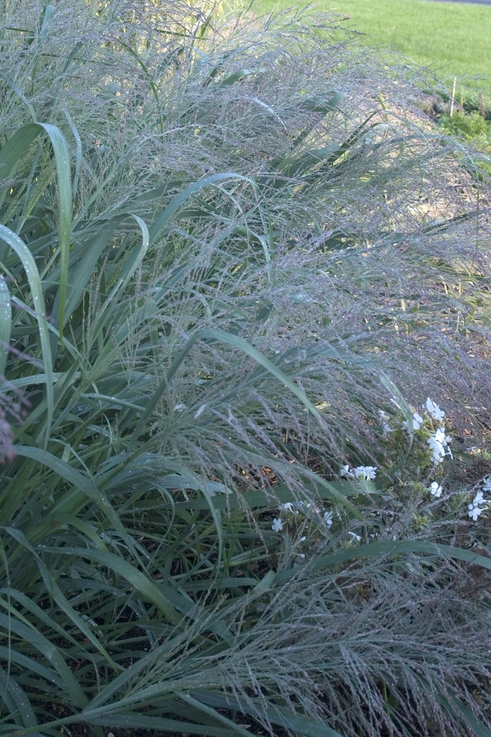 Grass-Ornamental - Panicum virgatum 'Dallas Blues' from EC Browns Nursery