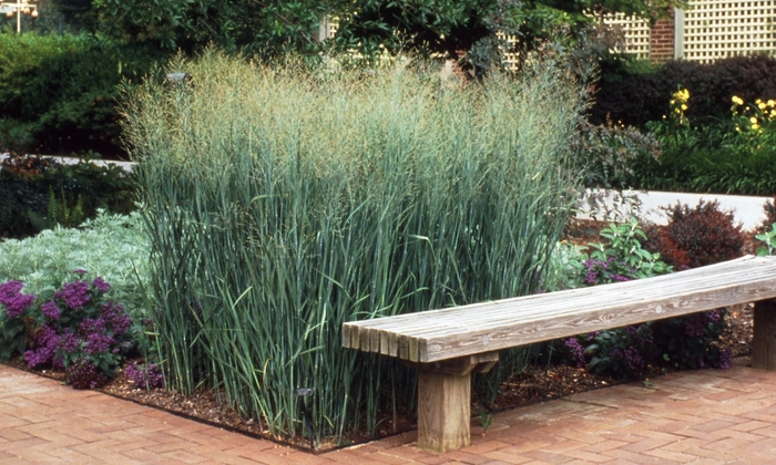 Grass-Ornamental - Panicum virgatum 'Heavy Metal' from EC Browns Nursery