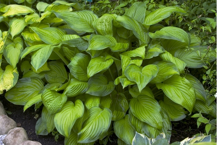Plantain Lily - Hosta 'Stained Glass' from EC Browns Nursery