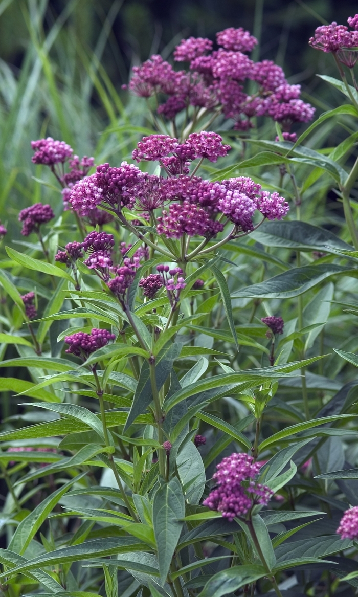Butterfly Flower - Asclepias incarnata 'Cinderella' from EC Browns Nursery