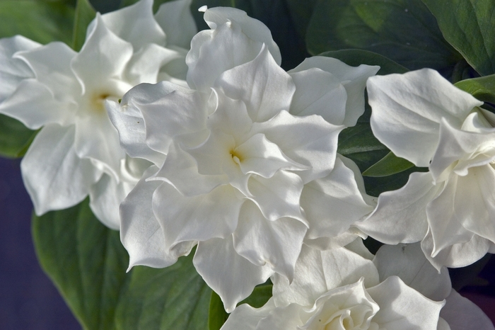 'Plenum' - Trillium grandiflorum from EC Browns Nursery