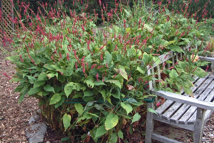 'Fire Tail' Mountian Fleece, Mountain Knotweed - Persicaria amplexicaulis from EC Browns Nursery