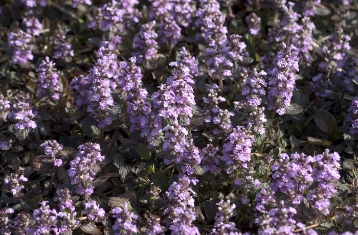 Bugleweed - Ajuga 'Pink Surprise' from EC Browns Nursery