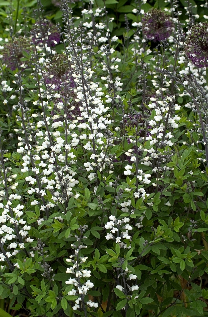 Wild Indigo - Baptisa alba from EC Browns Nursery