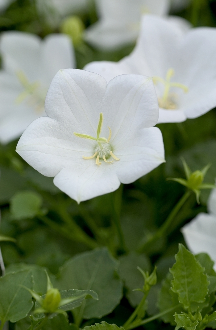 Carpathian Bellflower - Campanula carpatica 'White Clips' from EC Browns Nursery