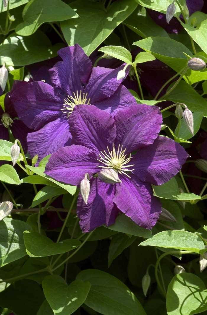 Clematis - Clematis viticella 'Etoile Violette' from EC Browns Nursery