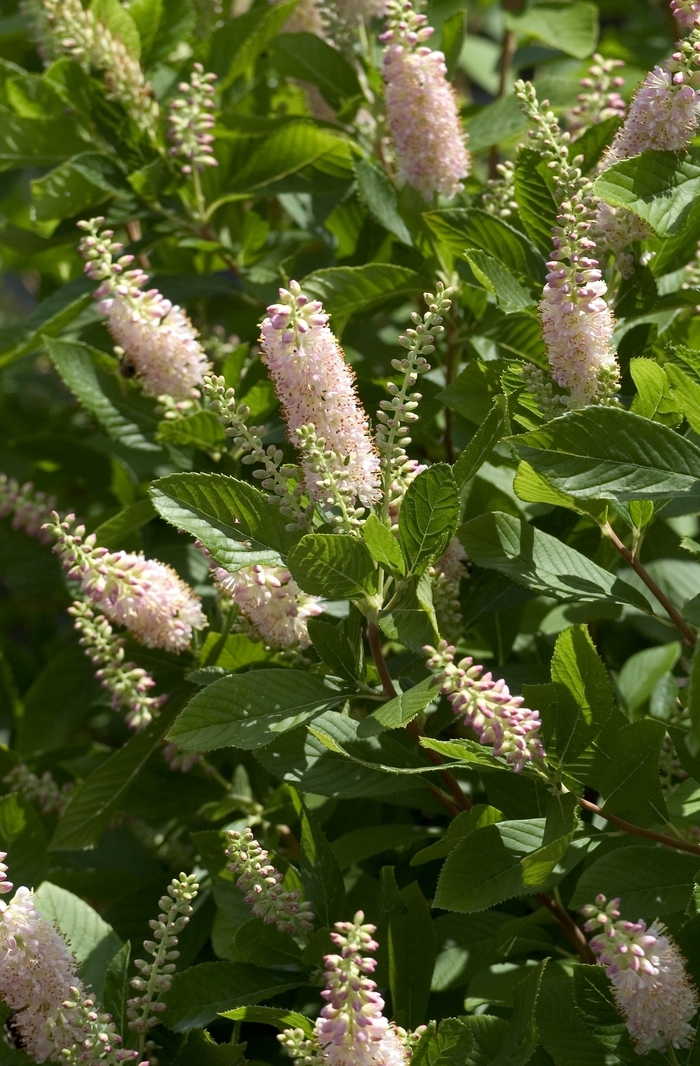Sweet Pepper Bush - Clethra alnifolia 'Pink Spire' from EC Browns Nursery
