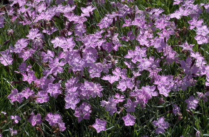 Pinks - Dianthus 'Baths Pink' from EC Browns Nursery