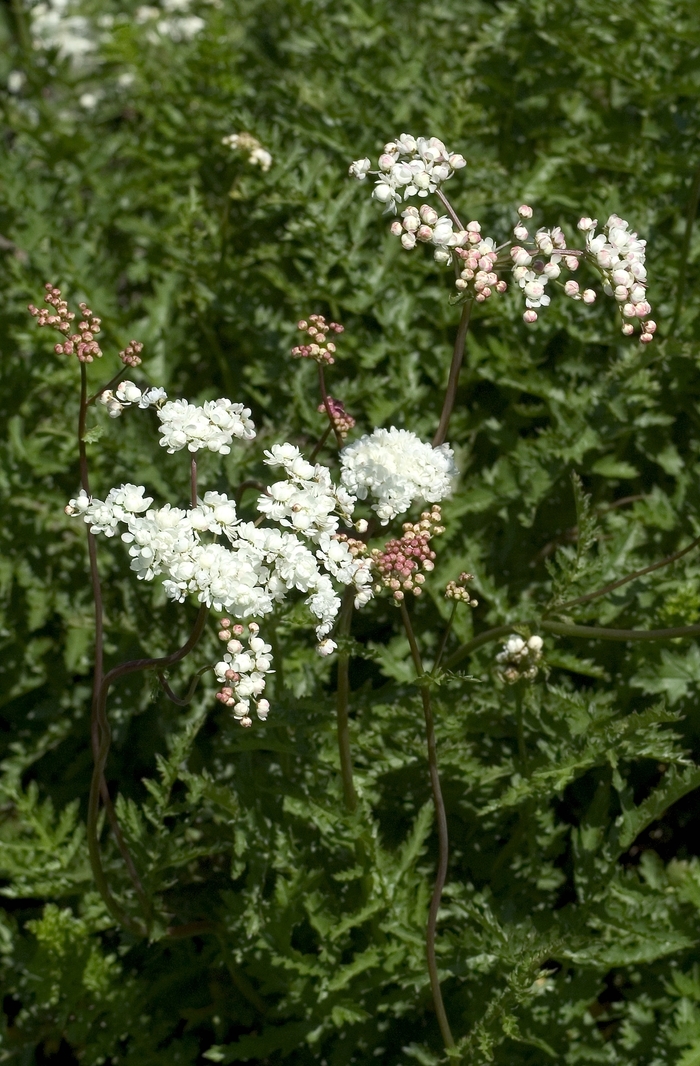 Dropwort - Filipendula vulgaris 'Flora Plena' from EC Browns Nursery