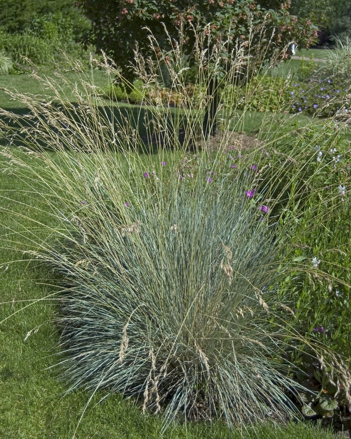 Blue Oat Grass - Helictotrichon semperviren from EC Browns Nursery