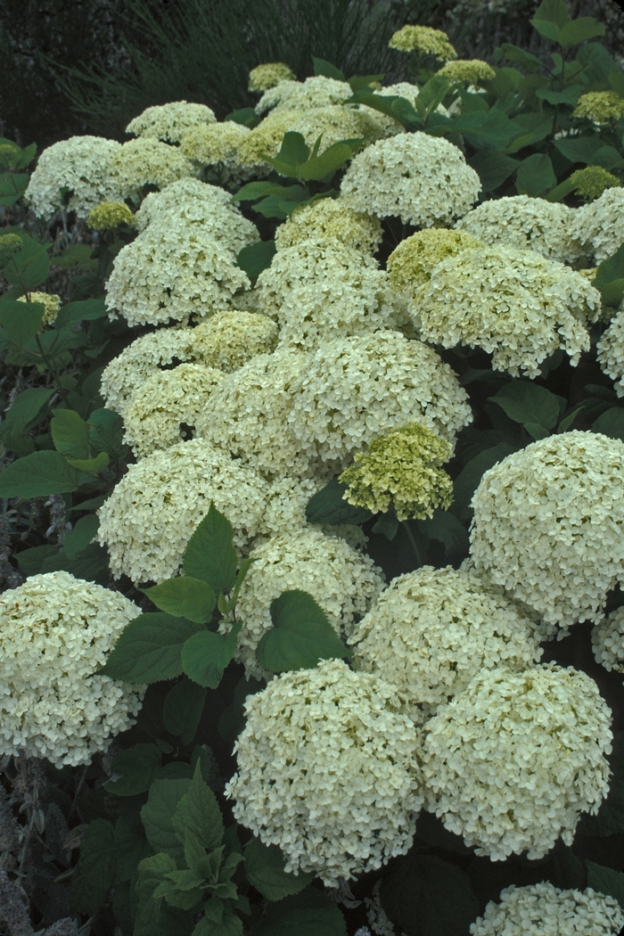 Smooth Hydrangea - Hydrangea arborescens 'Annabelle' from EC Browns Nursery