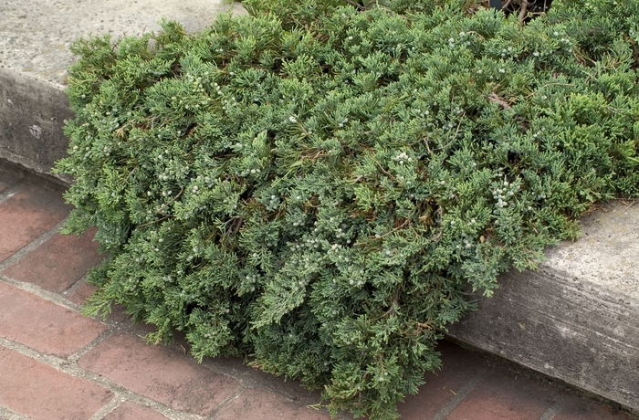 Creeping Juniper - Juniperus horizontalis 'Wiltonii' from EC Browns Nursery