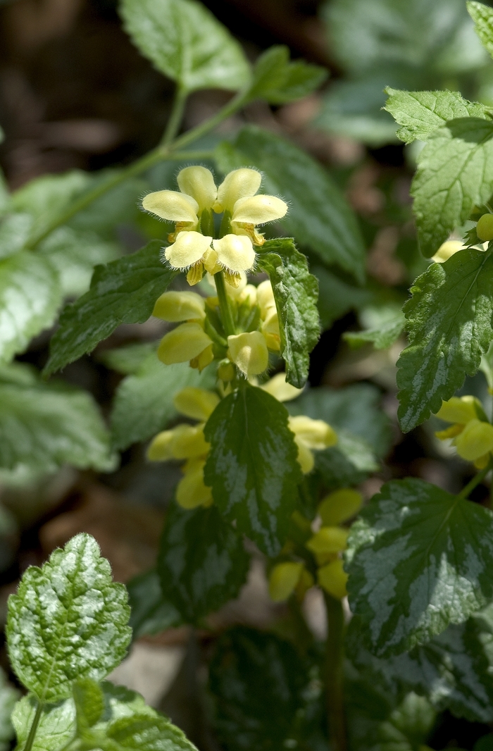 'Compacta' Yellow Archangel - Lamium galeobdolon from EC Browns Nursery