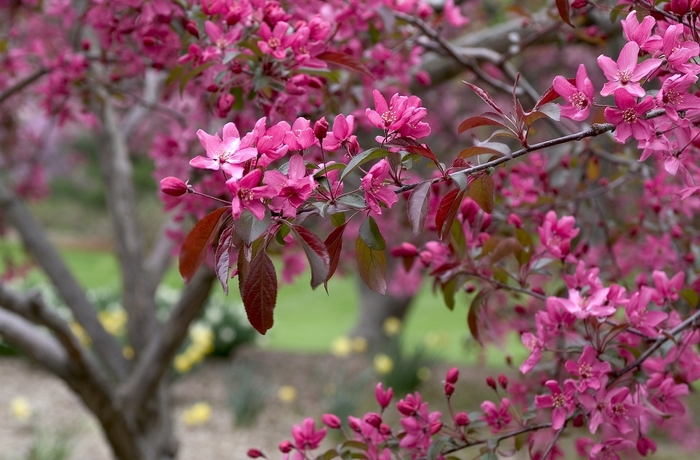 'Indian Magic' Crabapple - Malus hybrid 'Indian Magic' from EC Browns Nursery