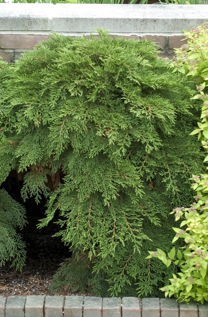 Creeping Siberian Cypress - Microbiota decussata from EC Browns Nursery