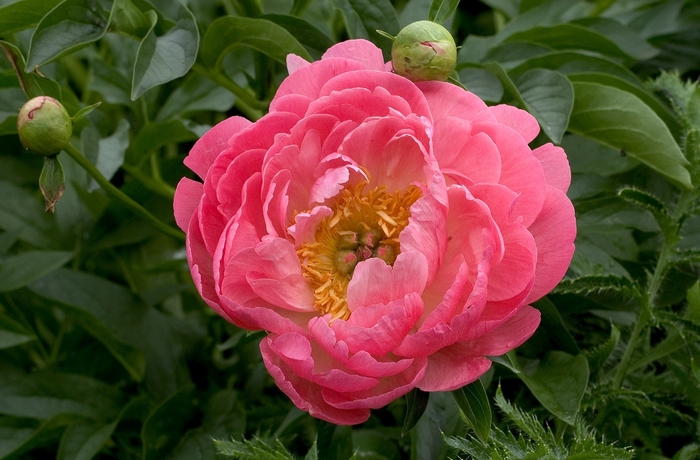 'Coral Sunset' Peony - Paeonia 'Coral Sunset' from EC Browns Nursery