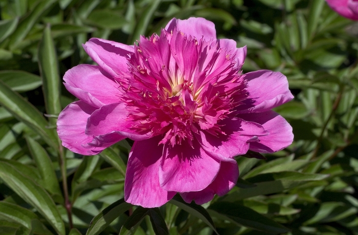 Peony - Paeonia 'Japanese Pink' from EC Browns Nursery