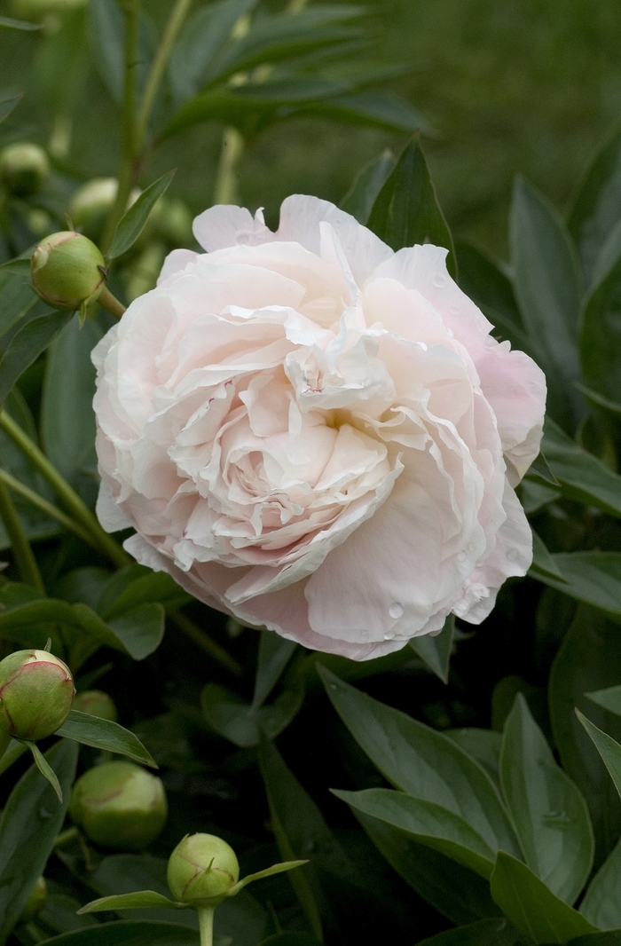 'Mother's Choice' Peony - Paeonia lactiflora from EC Browns Nursery