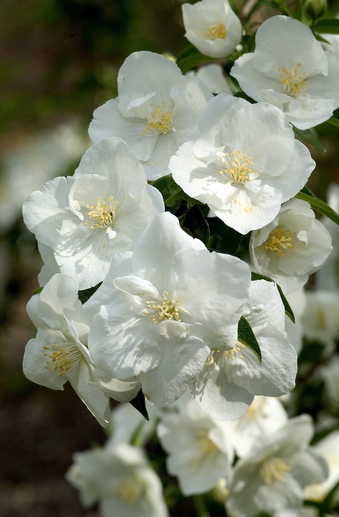 Mock Orange - Philadelphus coronarius from EC Browns Nursery