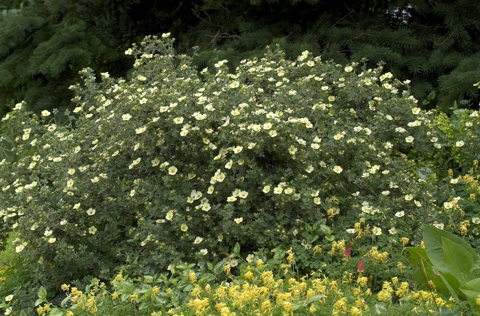 Primrose Beauty Cinquefoil - Potentilla fruticosa 'Primrose Beauty' from EC Browns Nursery