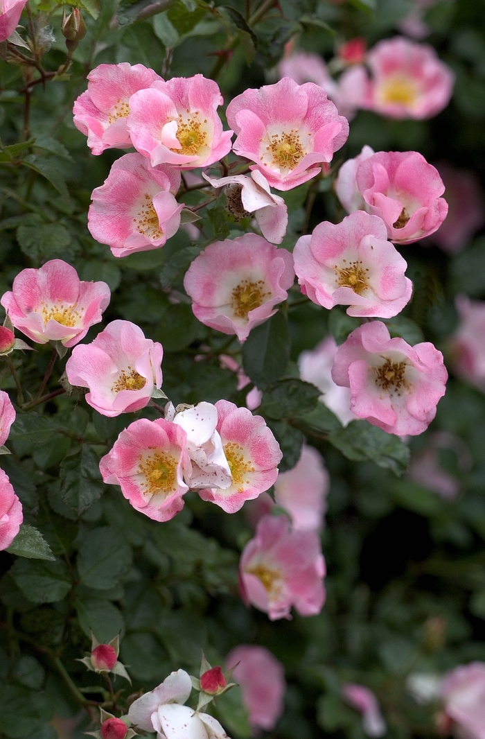 Rose - Rosa 'Carefree Delight' from EC Browns Nursery
