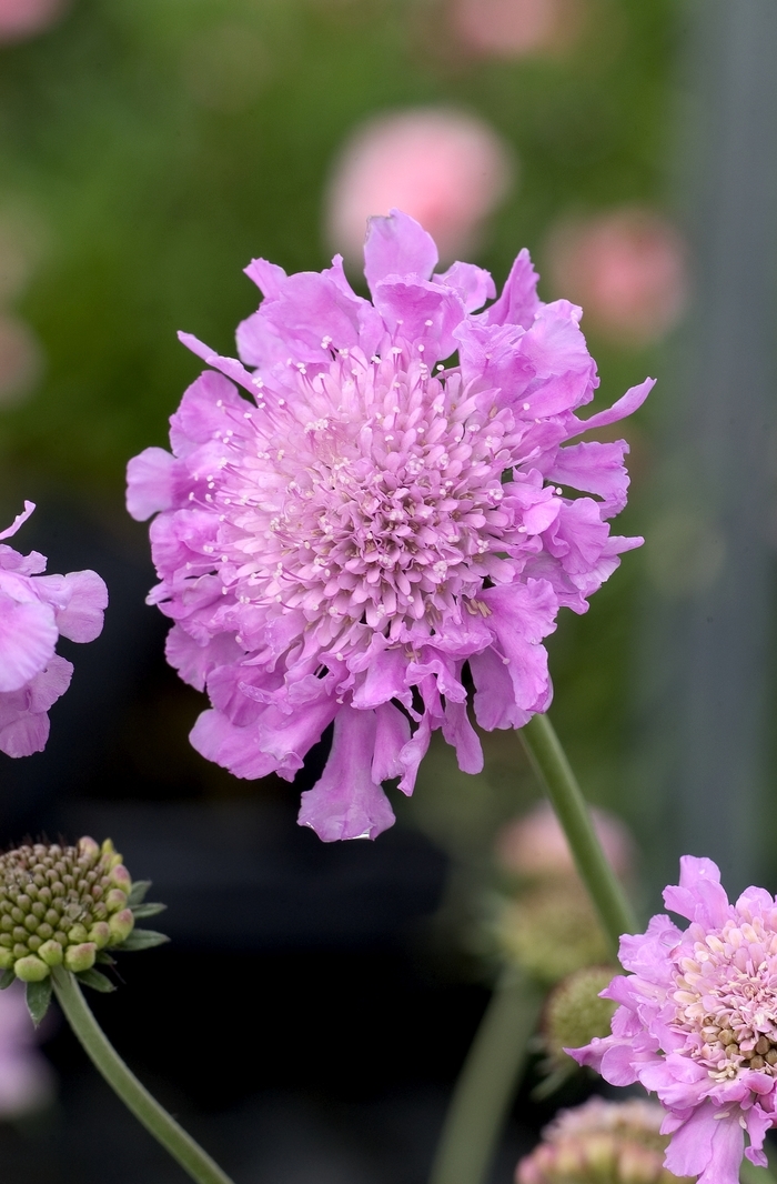 Pincushion Flower - Scabiosa 'Pink Mist' from EC Browns Nursery