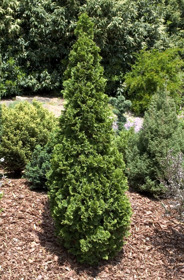 'Degroots Spire' - Thuja occidentalis from EC Browns Nursery