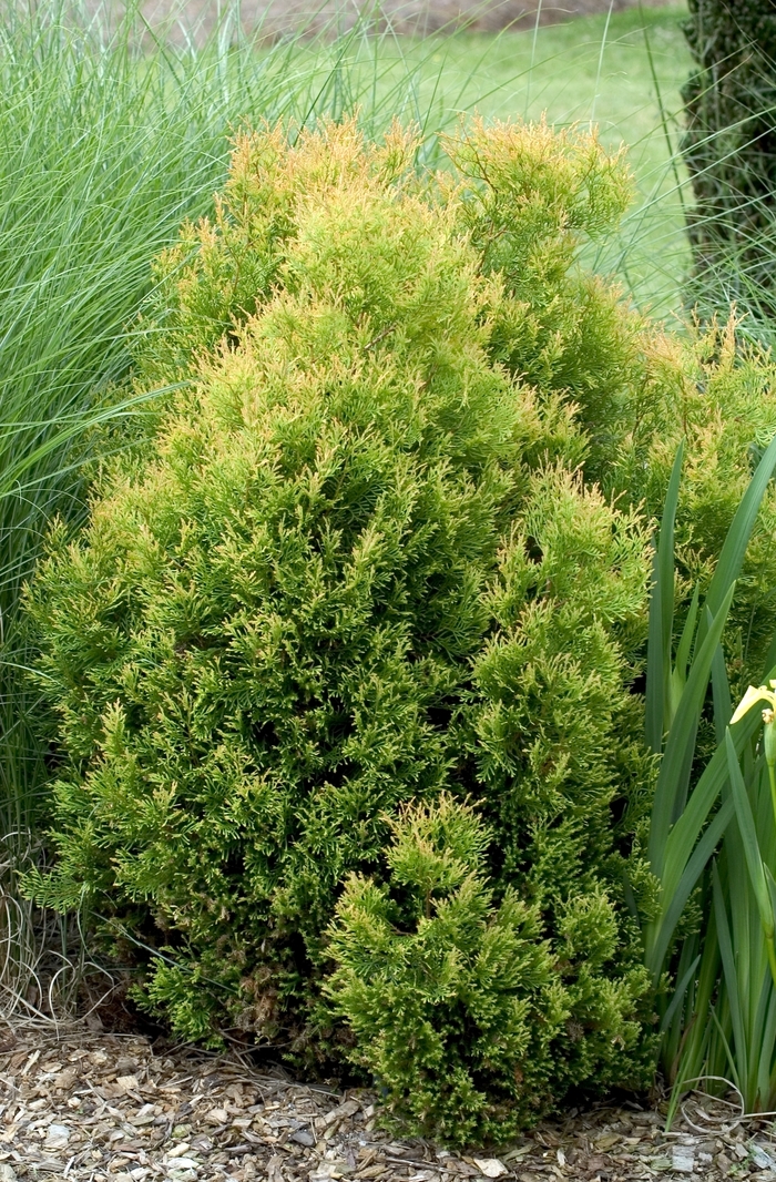 'Rheingold' - Thuja occidentalis from EC Browns Nursery