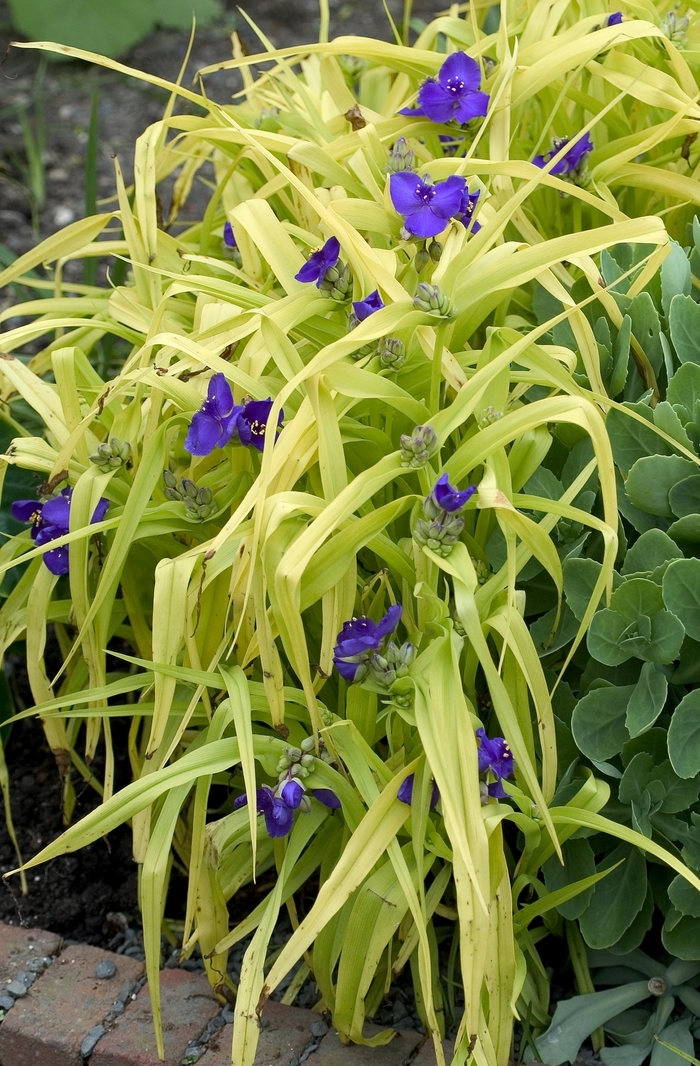 Virginia Spiderwort - Tradescantia andersoniana 'Blue and Gold' from EC Browns Nursery
