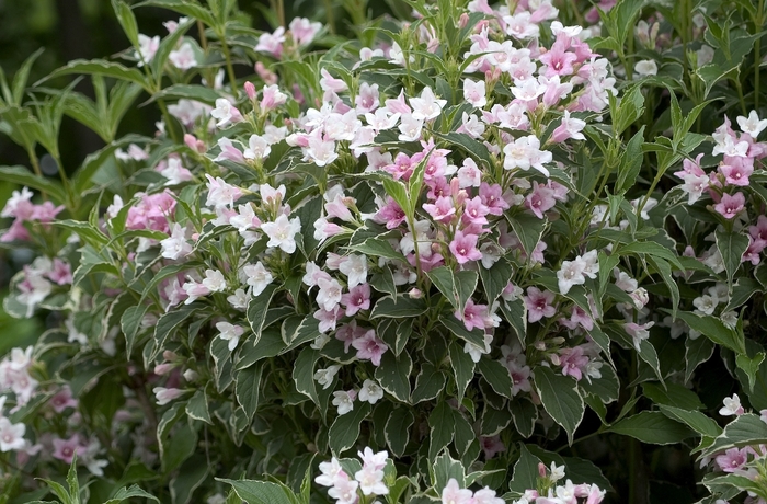 Old Fashioned Weigela - Weigela florida 'Suzanne' from EC Browns Nursery