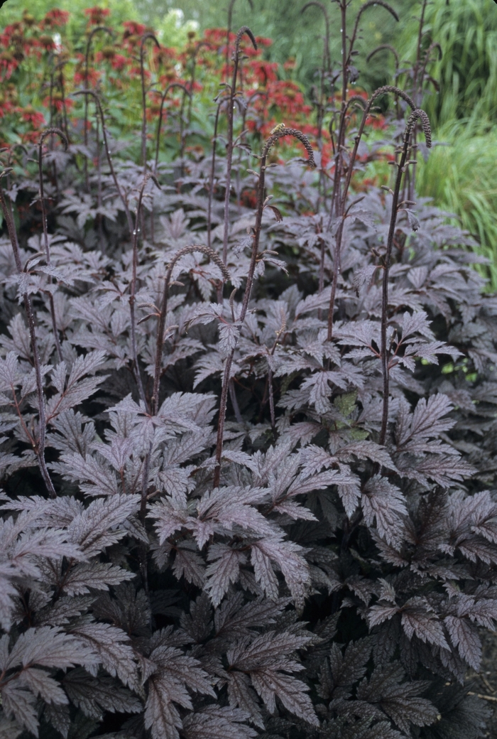 Purple-leaf Bugbane - Cimicifuga ramosa 'Brunette' from EC Browns Nursery