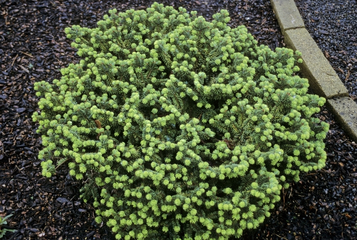 Dwarf Balsam Fir - Abies balsamea 'Nana' from EC Browns Nursery