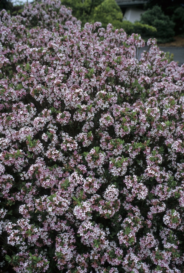 Daphne - Daphne burkwoodii 'Somerset' from EC Browns Nursery