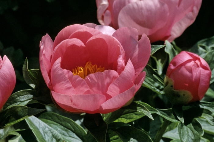 Peony - Paeonia 'Lovely Rose' from EC Browns Nursery