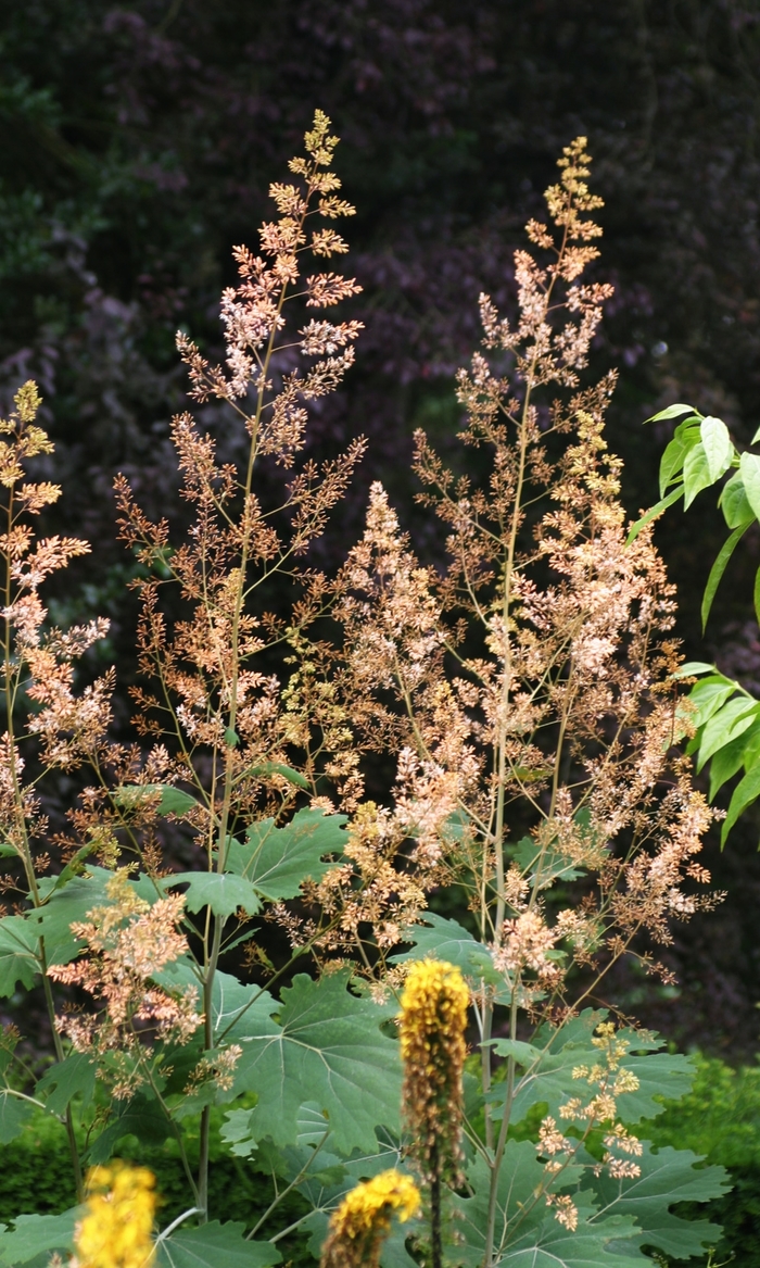 Plume Poppy - Maclaeya cordata from EC Browns Nursery