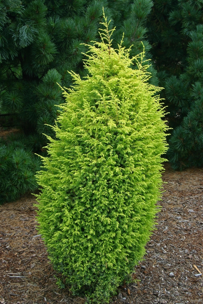 Gold Cone Juniper - Juniperus communis 'Gold Cone' from EC Browns Nursery
