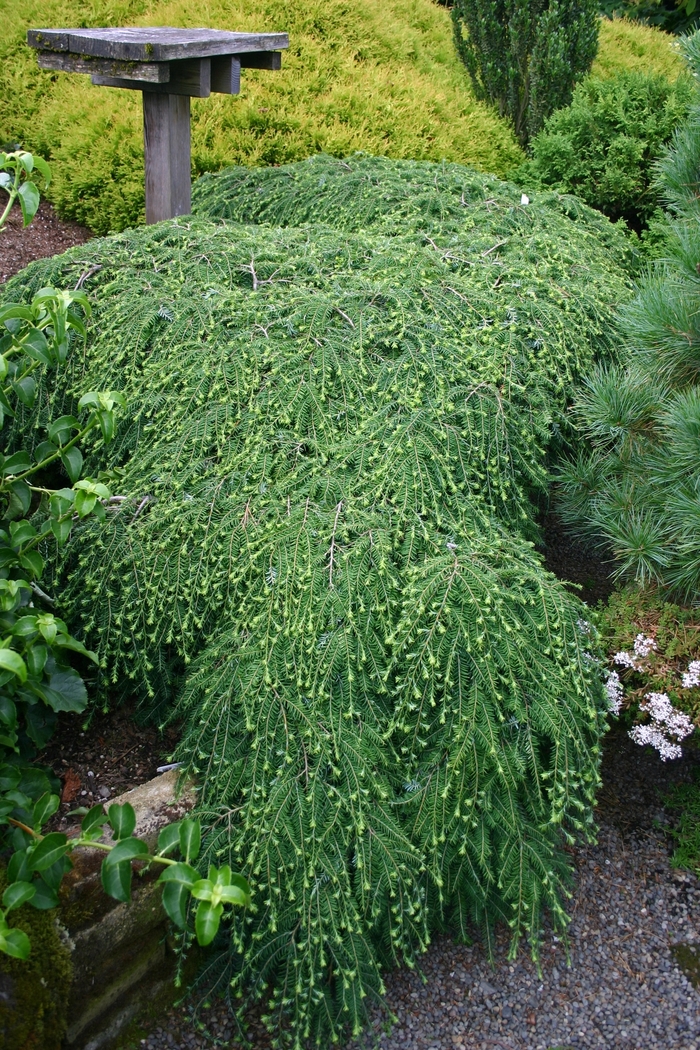 Canadian Hemlock - Tsuga canadensis 'Cole's Prostrate' from EC Browns Nursery